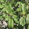 Rhamnus cathartica